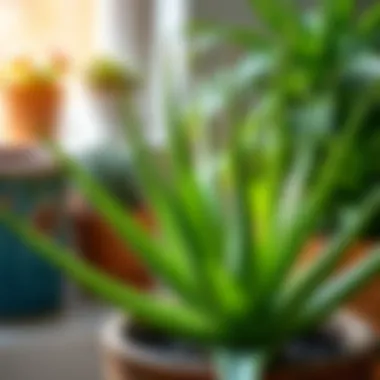Healthy aloe vera plant thriving indoors
