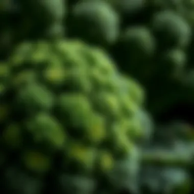 Close-up of healthy broccoli florets