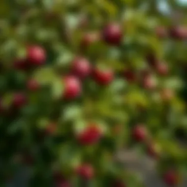 Healthy young plum tree with vibrant leaves in a garden.