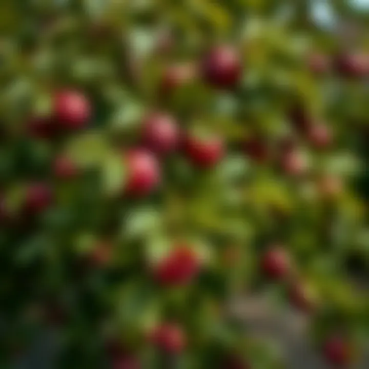 Healthy young plum tree with vibrant leaves in a garden.