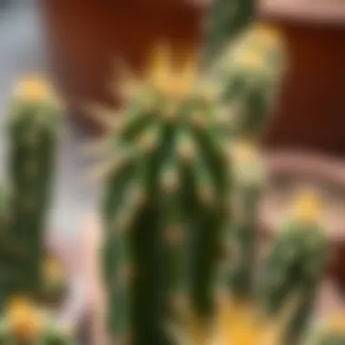 Cactus Spine Details A close-up view of a cactus with its intricate spines and textures