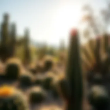 Cactus in Natural Habitat An outdoor landscape with various cacti in their natural habitat under bright sunlight