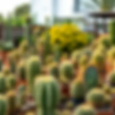 Outdoor garden showcasing diverse cactus varieties in a natural landscape