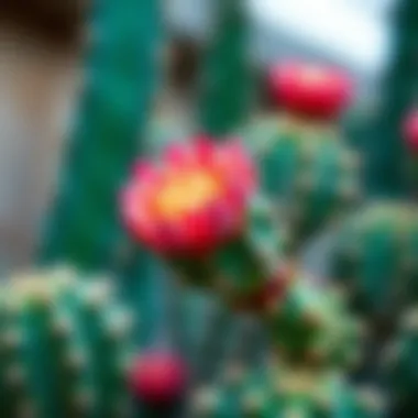 Vibrant cactus flower in full bloom showcasing its unique color and texture