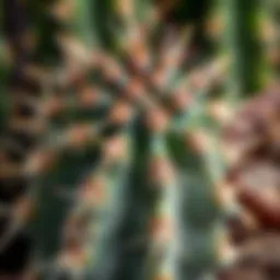 A close-up view of a cactus with sharp spines