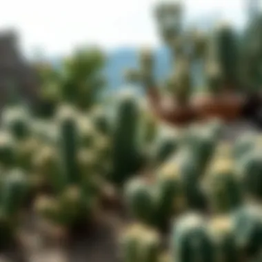 A cactus ecosystem illustrating its role in the environment