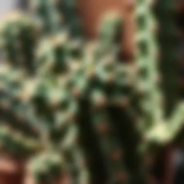 An illustration showing the functional aspects of cactus spines