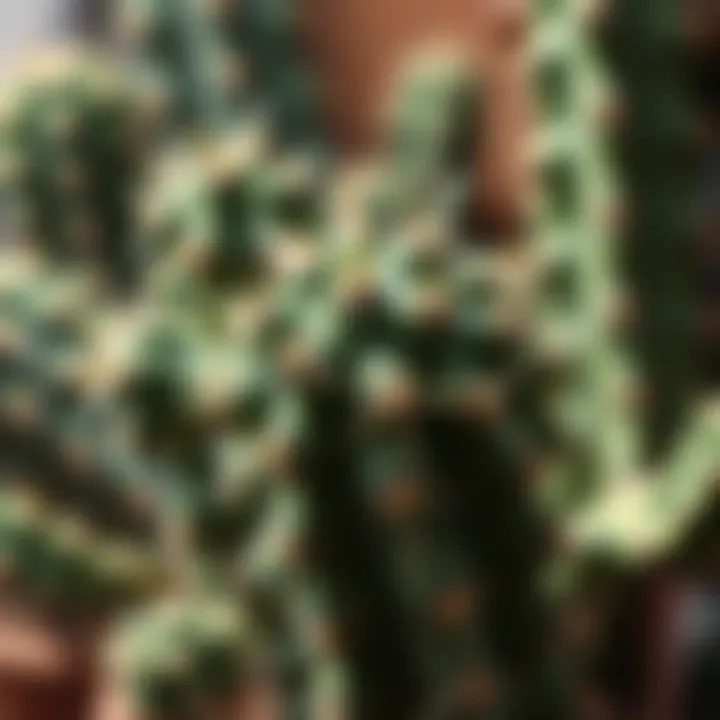 An illustration showing the functional aspects of cactus spines