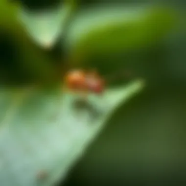 Close-up of an ant on a leaf