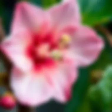 Intriguing Details of a November Blossom Close-up of a unique November flower