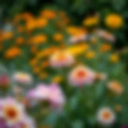 Vibrant November flowers in a garden