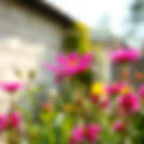 Vibrant Kokino flower in a garden setting