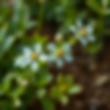 The Growth Journey of Kokino Kokino flowers in various stages of growth