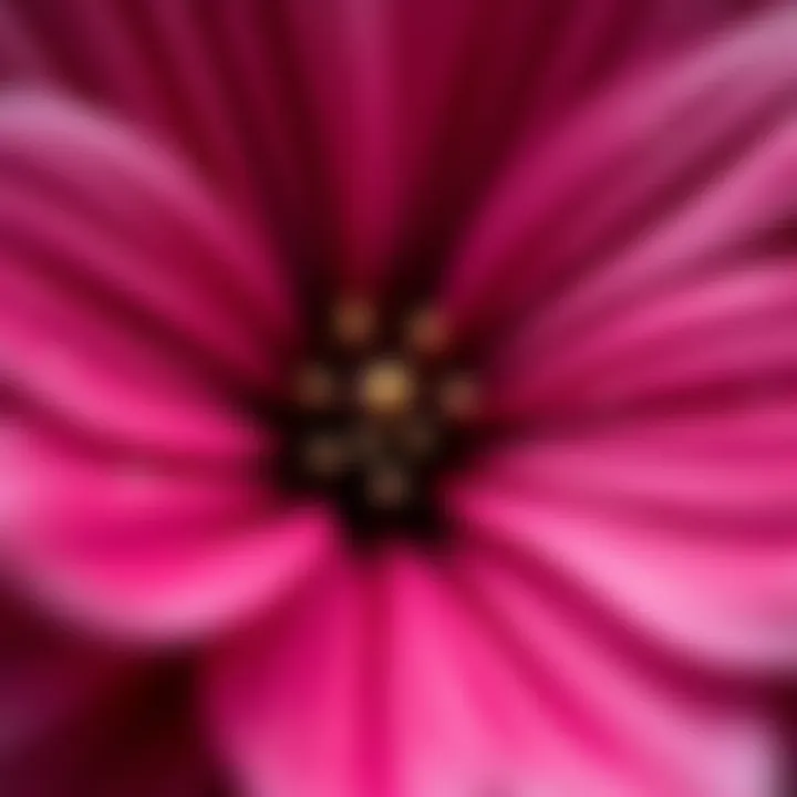 Exploring the Textures of Kokino Close-up of Kokino petals showcasing unique textures