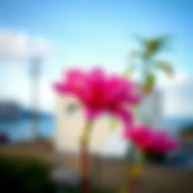 Artistic representation of deep pink