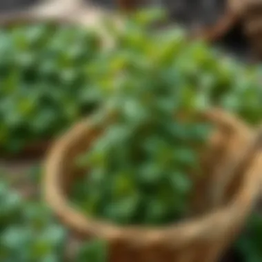 Fresh mint leaves ready for drying