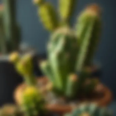 Illustration of leaf cactus care tips and maintenance