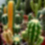 Various types of leaf cacti displayed in a garden setting
