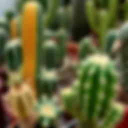 Various types of leaf cacti displayed in a garden setting