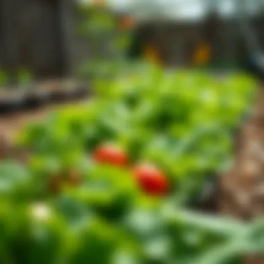 Lush green spring vegetables in a garden