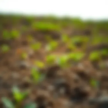 Diagram showing maintenance techniques for rocky soil in agriculture