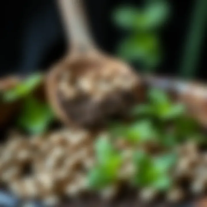 Close-up of mint seeds ready for planting
