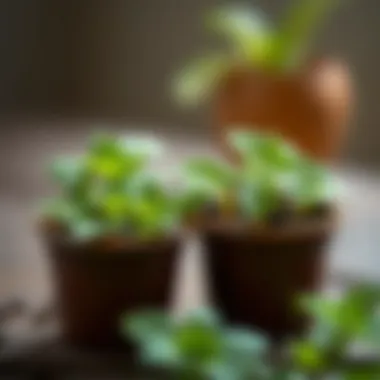 Healthy mint leaves demonstrating proper care techniques