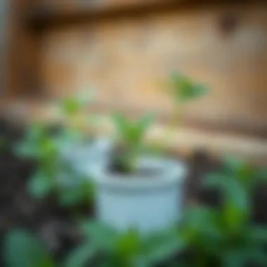 Ideal planting conditions for mint seeds