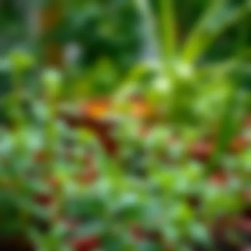 Lush green mint plant thriving in a garden