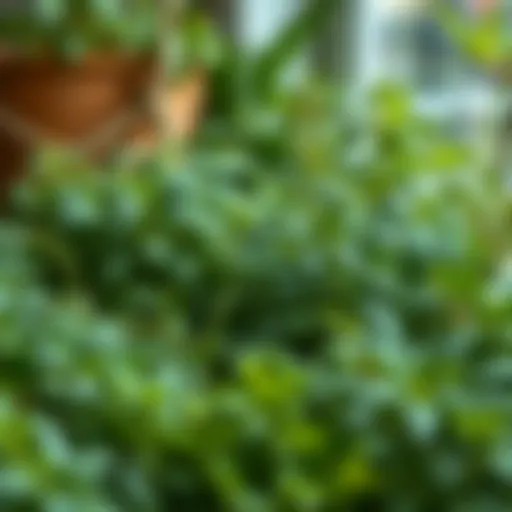 A flourishing indoor herb garden showcasing various herbs