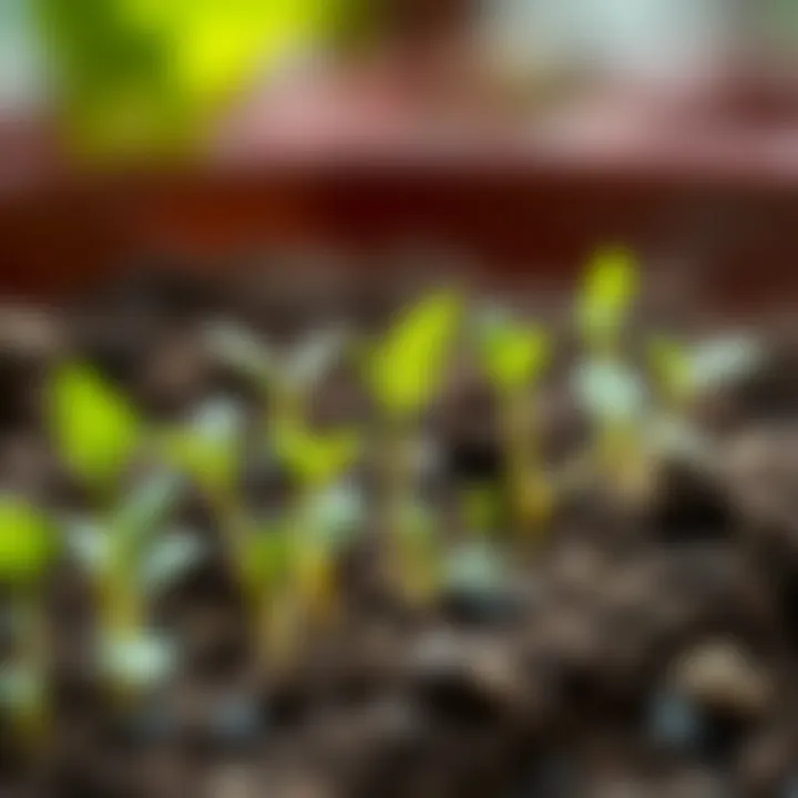 A close-up of healthy seedlings emerging from soil