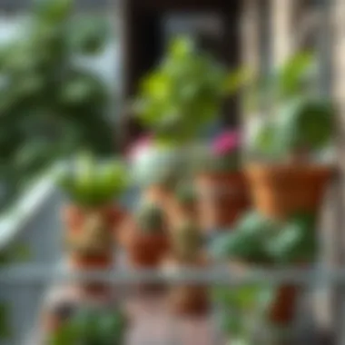 An aesthetically pleasing arrangement of potted plants on a balcony