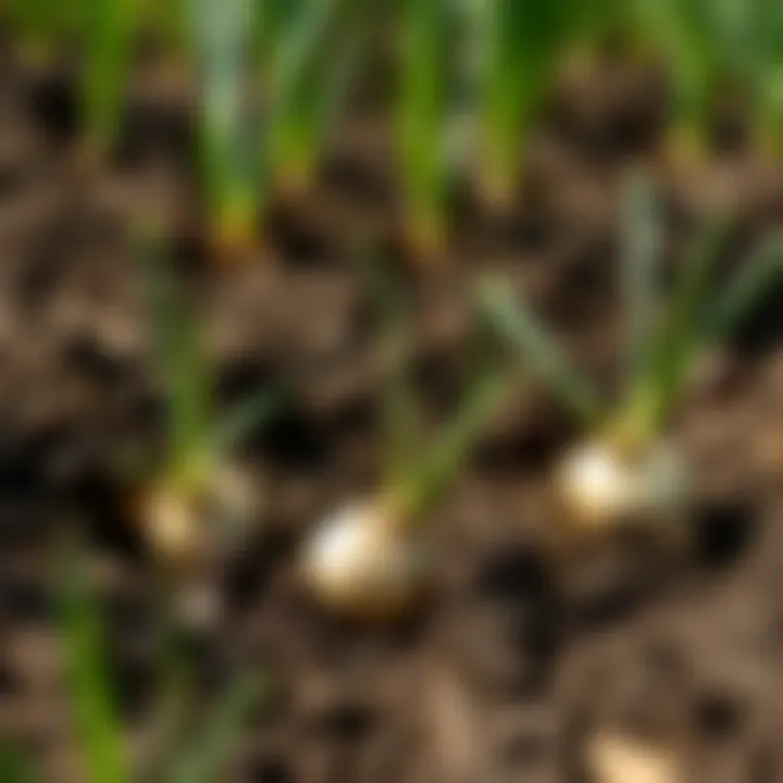 Healthy soil ready for onion planting, demonstrating ideal conditions.