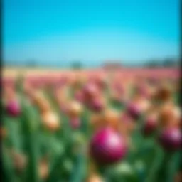 A vibrant onion field in full bloom showcasing various onion types.