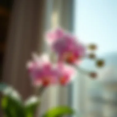 Sunlight filtering through leaves, ideal for orchid growth