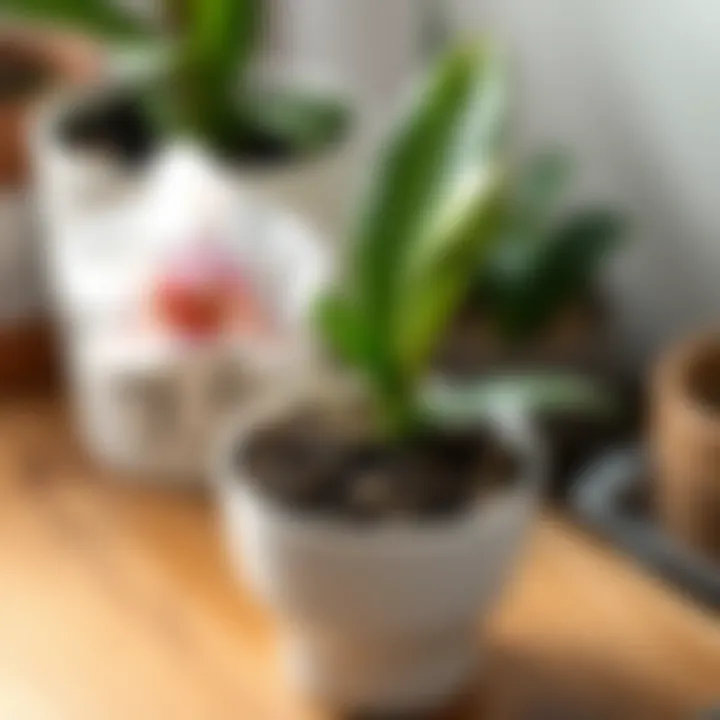 A well-maintained orchid pot with nutrient-rich soil