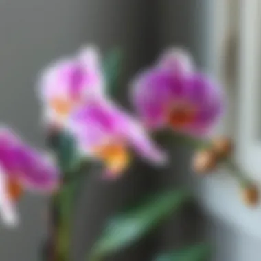 A vibrant orchid in full bloom showcasing its intricate petals