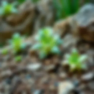 Illustration of various plants suitable for rocky soil environments