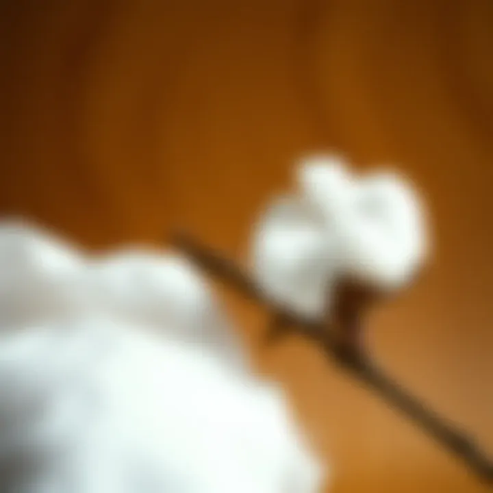 Comparison of polyester and cotton fibers