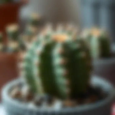 Infographic on care requirements for rabbit cactus