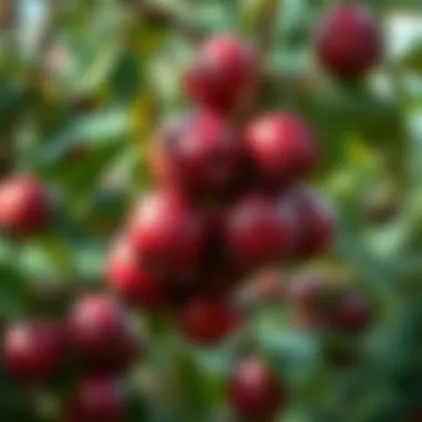 Fruiting plum tree with ripe plums ready for harvest.