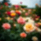 A vibrant rose garden in full bloom, showcasing various rose varieties.