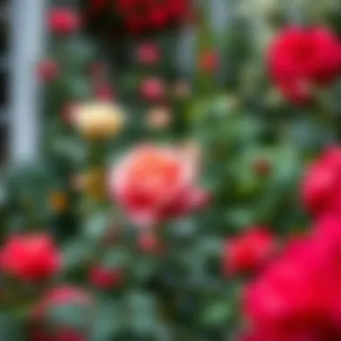 Lush garden featuring successful rose propagation