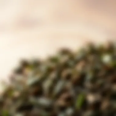 Selecting Premium Loose Tea Leaves Close-up of high-quality loose tea leaves