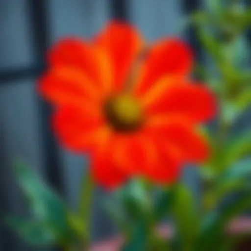 Healthy Sıklamen flower in vibrant colors