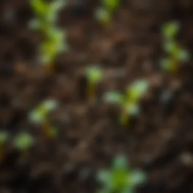 Nutrient-rich soil for Sıklamen care