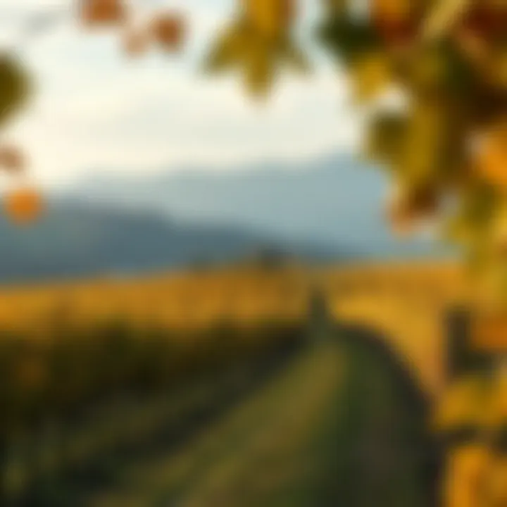 A picturesque landscape of vineyards during the fall season