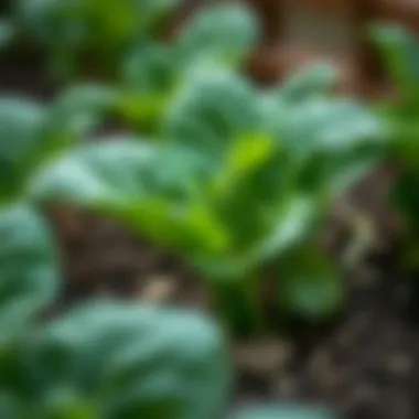Close-up of spinach plants showing pest resistance