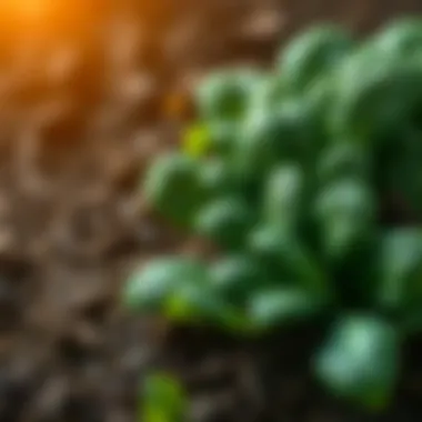 Healthy soil rich in organic matter