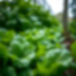 Vibrant green spinach leaves in a garden